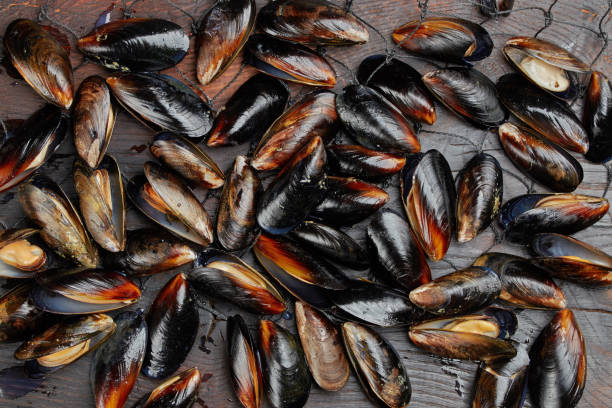 istock Many mussels with lemon slices in the net, water spray 1135986738