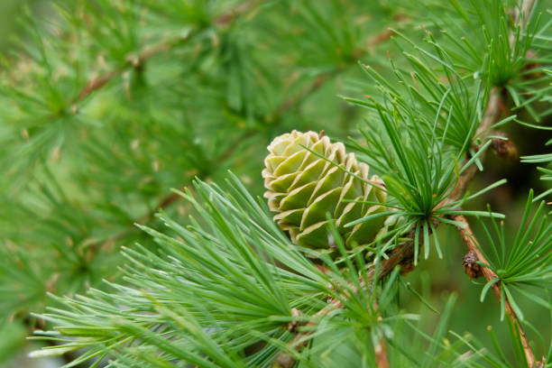 primer plano de conos de alerce - european larch fotografías e imágenes de stock