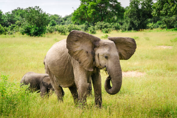 istock African Elephants in Wildlife 1135987286
