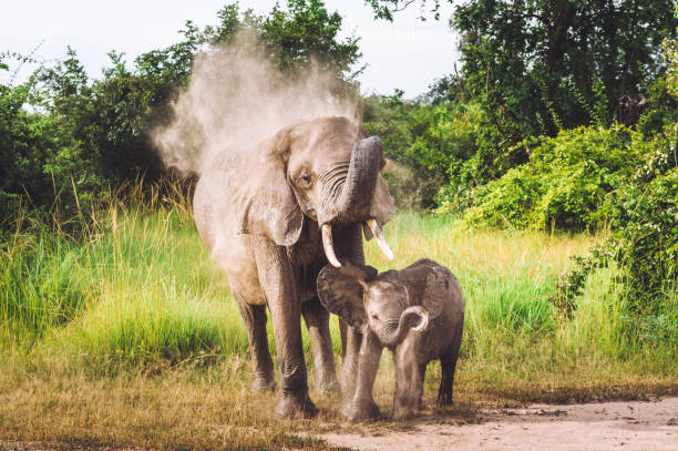 istock African Elephants in Wildlife 1135987325