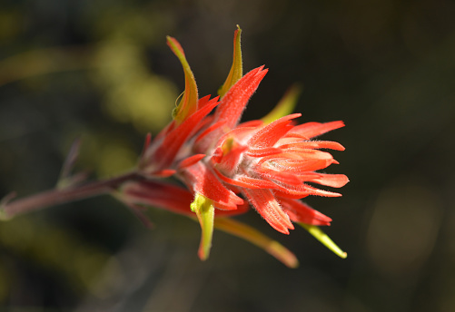 Indian paintbrush flower (Castilleja sp.) growing wild in the Grand Canyon National Park, Arizona, USA.
