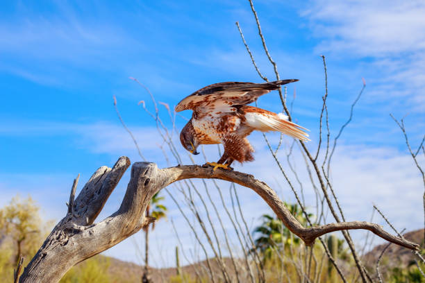 Ferringulus Hawk 580+ Ferruginous Hawk Photos Stock Photos, Pictures & Royalty-Free ...