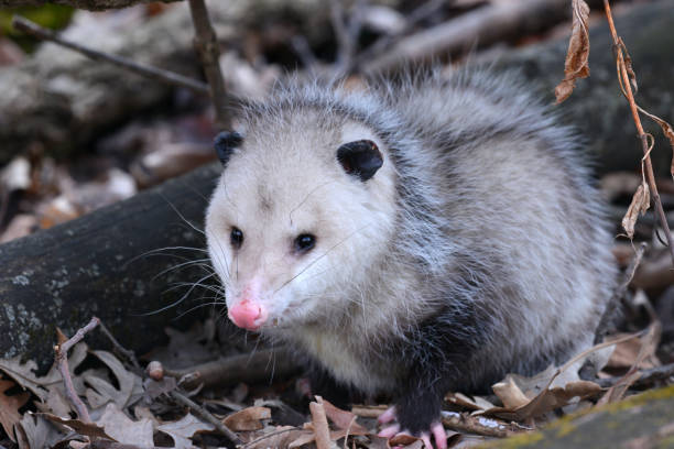 istock Wild opossum in a park, Chicago 1135989229