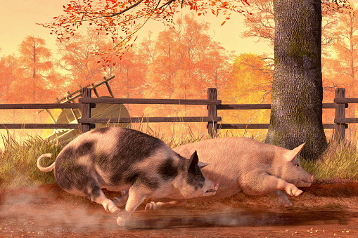 Two Pigs, one pink, the other pink and brown, kick up dust as they race down a country road.  It's autumn and the trees have red and yellow leaves and the grass has turned a golden brown. 3D Rendering