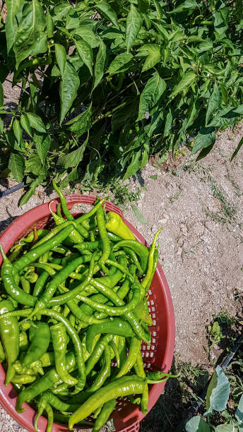 istock Fresh green pepper agriculture harvest in nature. 1135990280