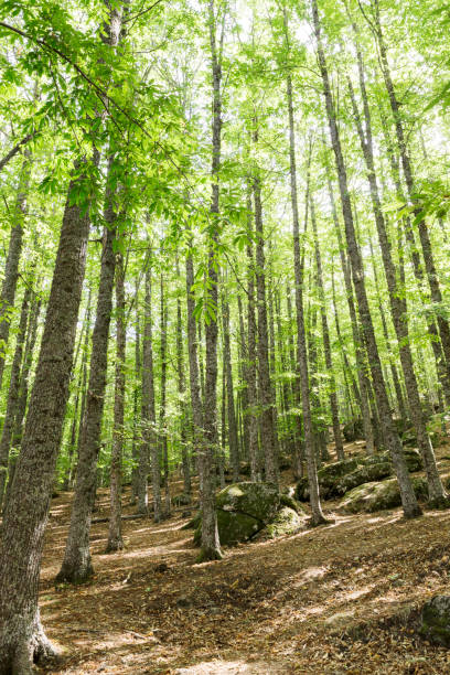 istock path in an old green forest of chestnut trees 1135993566