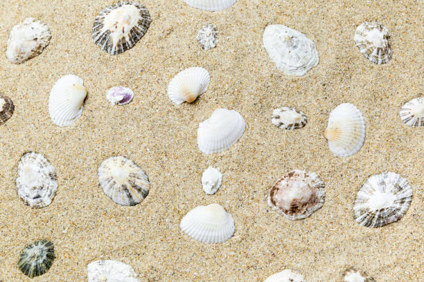 istock shells on the yellow sand of the beach 1135993607