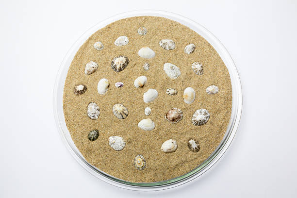 Shell series: sea shells in various colors