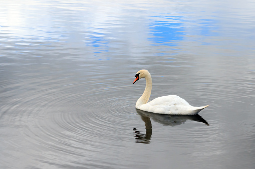 Two Swans feeding together