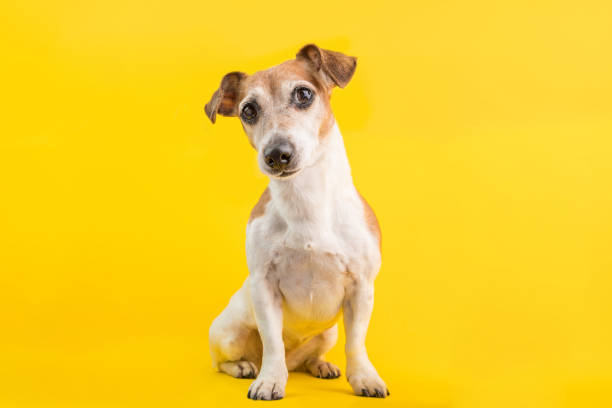 adorabile ritratto di cane a figura intera su sfondo giallo - lenght foto e immagini stock