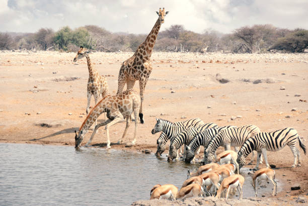 istock Group of giraffes, zebras and springbok drinking from a waterhole in Namibia 1135995889