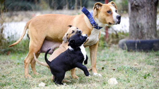 istock mixed breed puppies playing outdoors . 1135995912