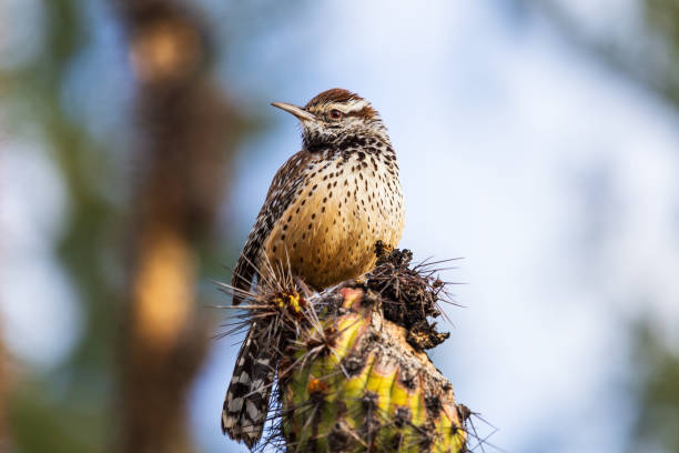 Cactus Wren perched on a Saguaro Cactus Wren perched on a Saguaro Cactus in the Arizona desert. sonoran desert stock pictures, royalty-free photos & images