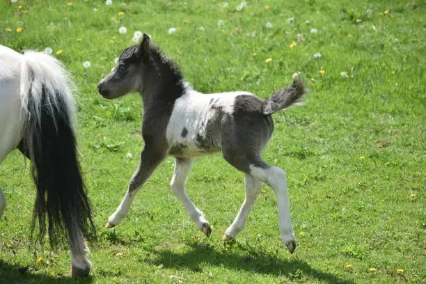 Precious paint foal trotting in a grass field in Lancaster County.