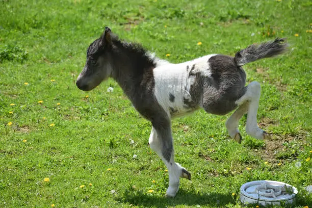 Beautiful kicking and bucking  miniature horse foal on a spring day.
