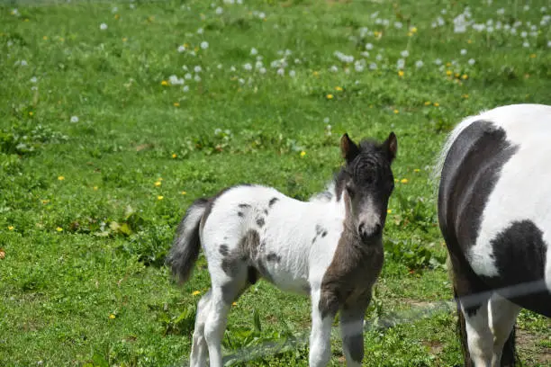 Gorgeous black and white foal standing on wobbly legs in a grass pasture.