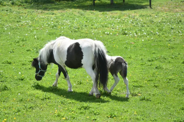 Grass field with a black and white miniature mare and her foal.