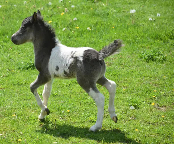 Field with an adorable frisky black and white paint miniature horse.