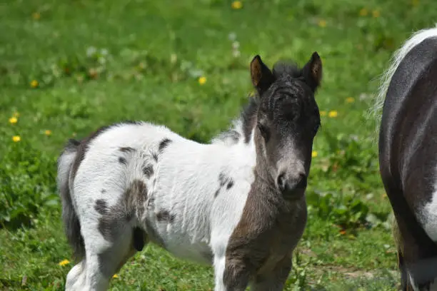 Gorgeous white and black paint miniature horse in a grass field.