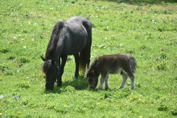 Cute miniature horse mare and foal grazing in a large field.