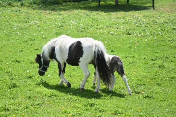 Black and white mare and foal strolling in a grass field.