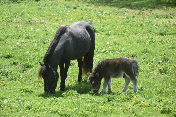 Large grass field with a mare and foal miniature horse.