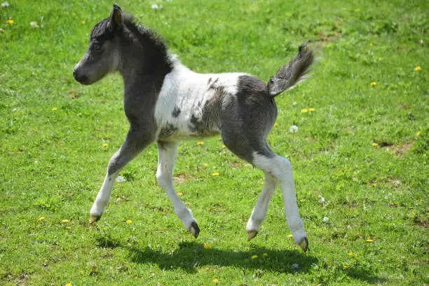 Beautiful frisky miniature horse foal running in a grass field.