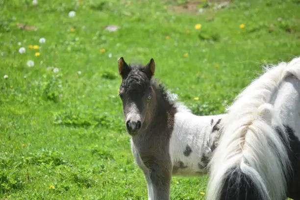 Gorgeous paint miniature horse foal in a grass pasture.
