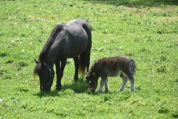 Sweet mini horse foal and mare grazing in a grass field.
