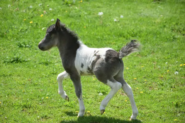 Absolutely adorable frisky black and white paint miniature paint horse.