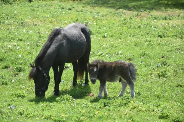 Foal with a black mare mini horse standing in a field.