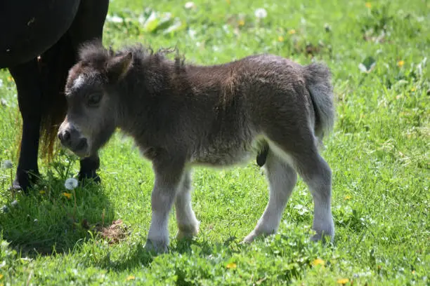 Very sweet and shaggy newborn miniature horse colt in a pasture.