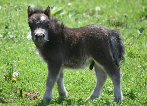 Cute black mini horse foal chewing on hay in a grass field.
