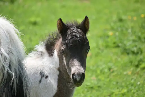Face of a miniature horse foal up close in a field.