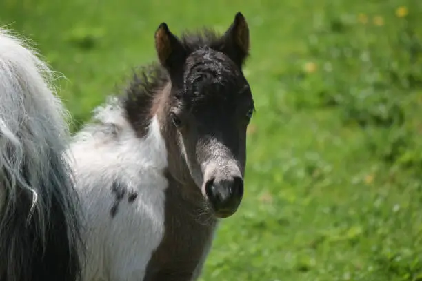 Beautiful look into the face of a sweet mini horse foal.