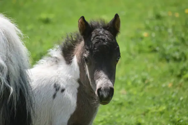 Black and white mini horse foal up close and personal.