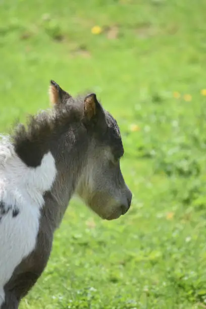Beautiful sweet profile of a mini horse foal in a grass field.