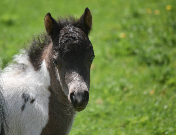 istock Miniature Horse Playing in a Grassy Field 1135998669