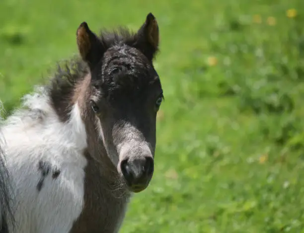 Sweet expression on the face of a black and white paint miniature horse.