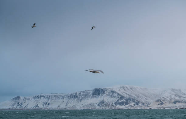 Gulf view of Reykjavik, Iceland
