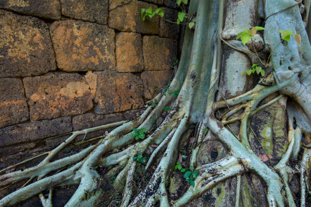 istock Big root of the tree with wall 1135999668