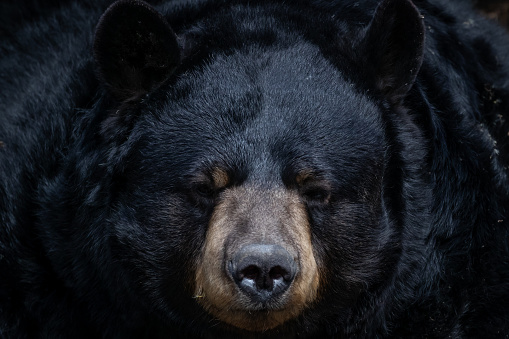 Close-up of a black bear in a Connecticut yard, baring teeth as it looks at a bird feeder