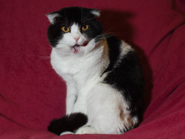 istock Black and white scottish fold shorthair cat 1136000175