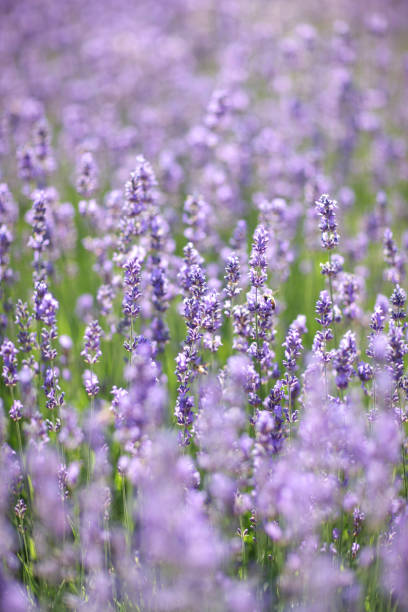 istock A lot purple flowers 1136000251