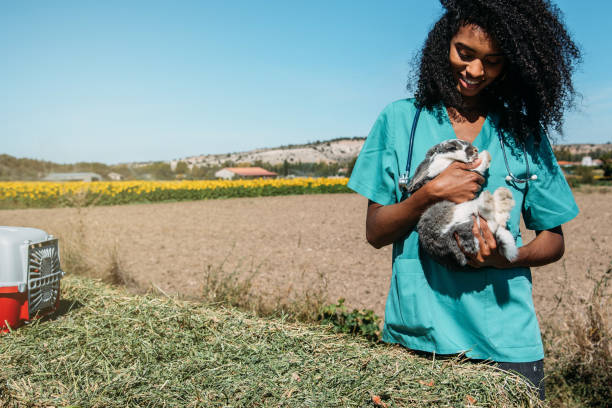 istock Veterinarian examining a bunny in a hay field 1136000311