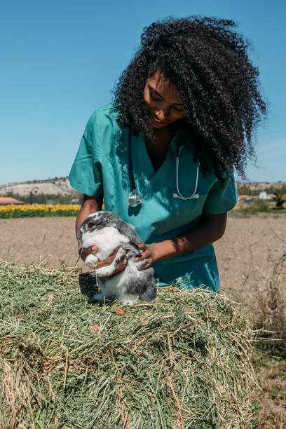 istock Veterinarian examining a bunny in a hay field 1136000313