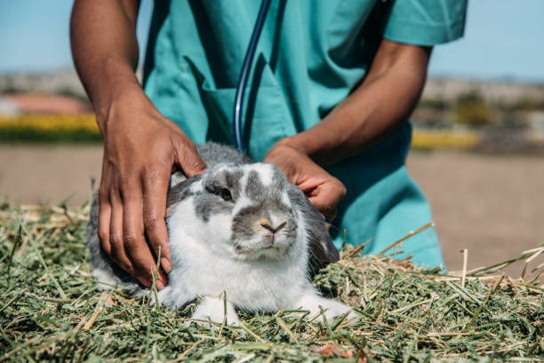 istock Veterinarian examining a bunny in a hay field 1136000315