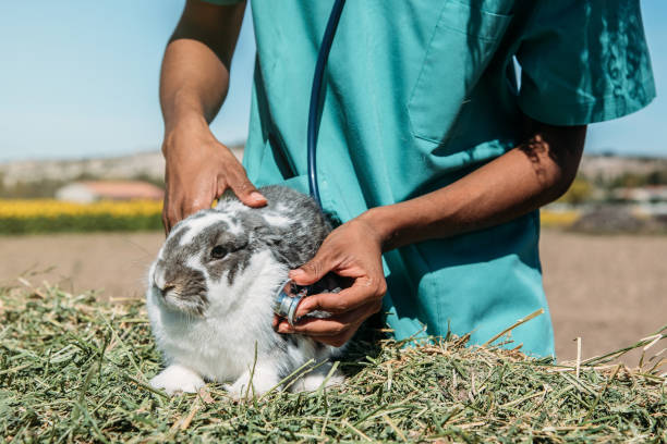 istock Veterinarian examining a bunny in a hay field 1136000324