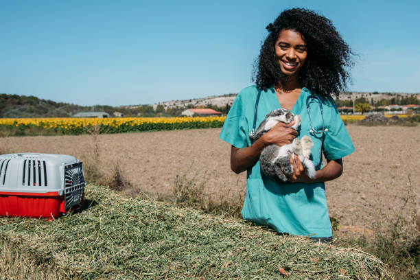 istock Veterinarian examining a bunny in a hay field 1136000325