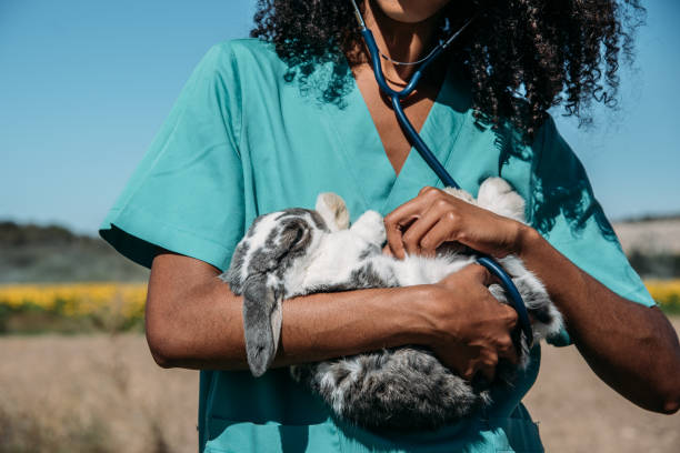 istock Veterinarian examining a bunny in a hay field 1136000332